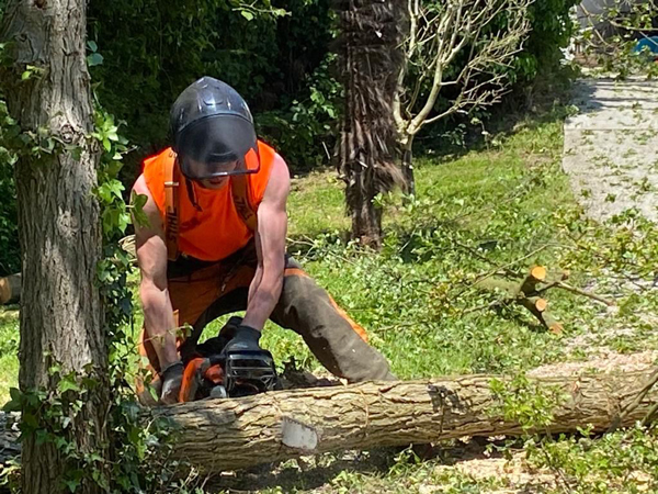 Emergency 24/7 Call Out Tree Services In Essex & London