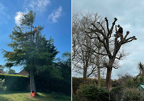 Tree Services In Essex & London